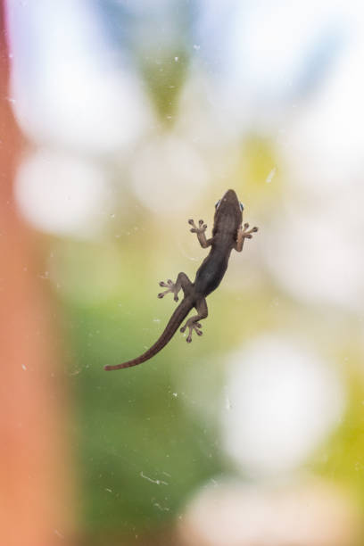 istock Small lizard on window. Cute gecko on glass. Climbing lizard, isolated. Exotic animals. Tropical nature. Tropical wildlife. 1386715476