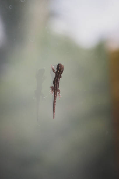 istock Small lizard on window. Cute gecko on glass. Climbing lizard, isolated. Exotic animals. Tropical nature. Tropical wildlife. 1386715483