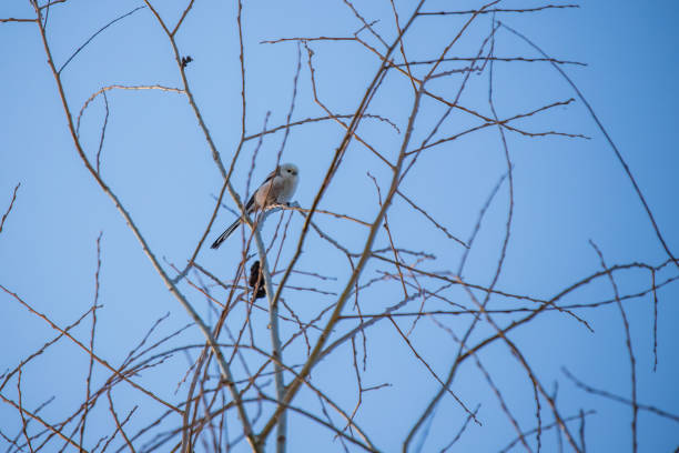 маленькая серая птичка миллер сидит в ветвях деревьев. птица имеет длинный хвост. - lifer стоковые фото и изображения