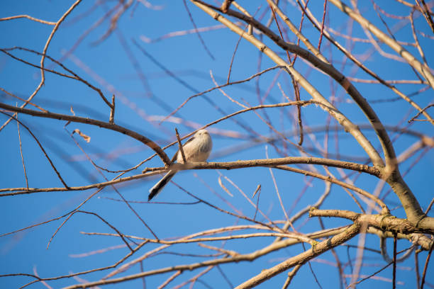 el pajarito gris miller se sienta en las ramas de los árboles. el ave tiene una cola larga. - lifer fotografías e imágenes de stock