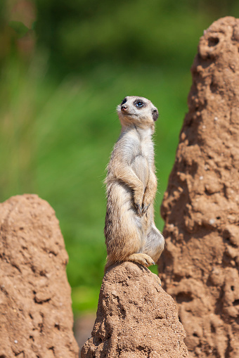 A meerkat stands on a rock