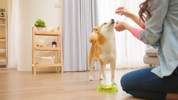 犬の食べ物を与える女性 - 柴犬 ストックフォトと画像