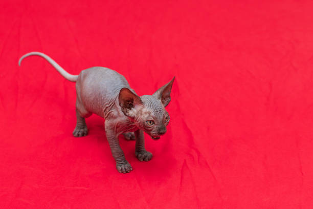 istock Sphynx cat - a small two-month-old kitten. Hairless cat breed. 1386717323