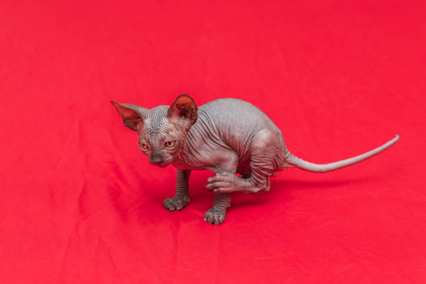 istock Sphynx cat - a small two-month-old kitten. Hairless cat breed. 1386717344