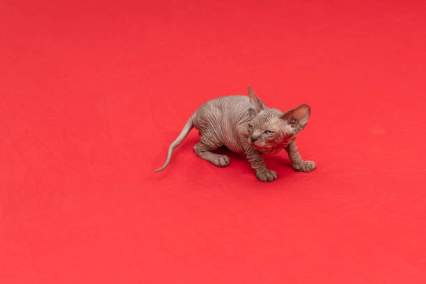 istock Sphynx cat - a small two-month-old kitten. Hairless cat breed 1386717347