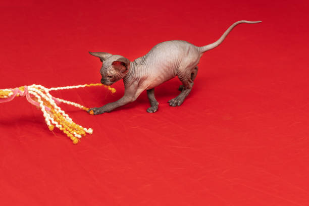 istock Sphynx cat - a small two-month-old kitten. Hairless cat breed 1386717373