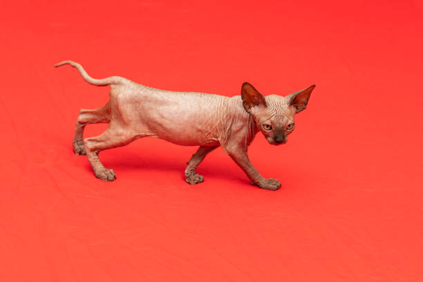 istock Sphynx cat - a small two-month-old kitten. Hairless cat breed 1386717391