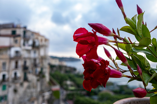 A landscape in the Tropea Terrace.