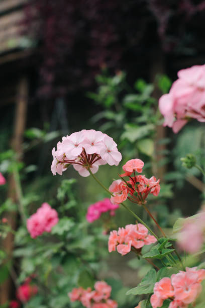 istock Flowers in the greenhouse 1386718419