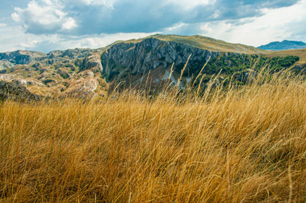 High and dry grass in a scenic mountain landscape
