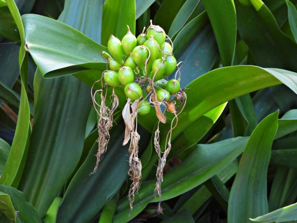 istock Swamp Lily (Crinum americanum) cluster of fruit 1386719901