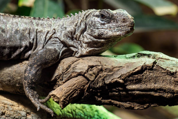 istock The Utila Iguana on a branch (Ctenosaura bakeri) is a critically endangered lizard species. 1386723774