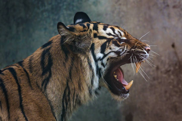 widok z przodu tygrysa sumatrzańskiego. portret tygrysa sumatrzańskiego (panthera tigris sumatrae) - tiger animal sumatran tiger endangered species zdjęcia i obrazy z banku zdjęć