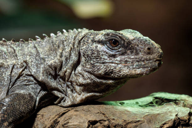 istock The Utila Iguana on a branch (Ctenosaura bakeri) is a critically endangered lizard species. 1386723780