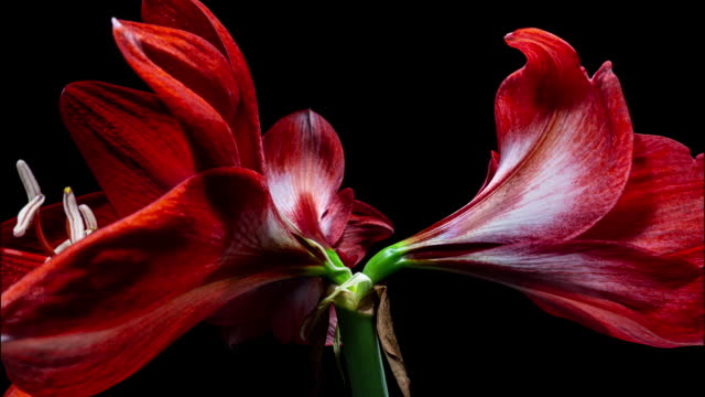 Red Hippeastrum Opens Flowers in Time Lapse on a Black Background. Growth of Orange Amaryllis Flower Buds. Perfect Blooming Houseplant