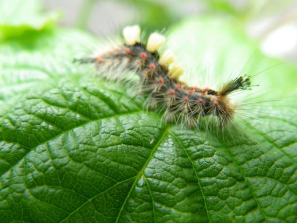 istock Green caterpilar 1386724288