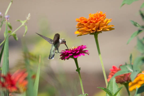 istock Humming Bird on Zinnias 1386725039