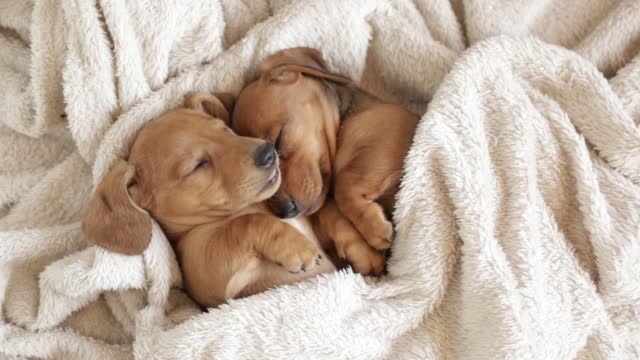 Cute dachshund puppies sleep cuddled up to each other. Beautiful little dogs lie on the bedspread.