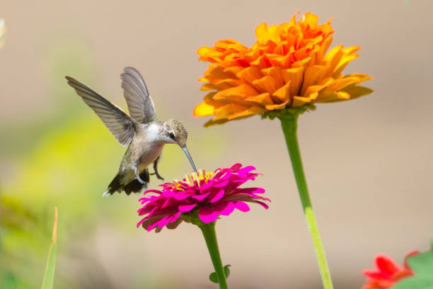 istock Humming Bird on Zinnias 1386725124