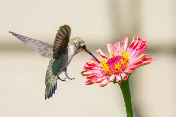 istock Humming Bird on Zinnias 1386725150