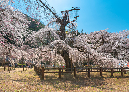 saitama, chichibu - march 20 2022: Back view of a saitama prefecture natural treasure, an old shidarezakura weeping cherry tree called edohiganzakura planted in 1423 in the Buddhist Seiunji Temple.