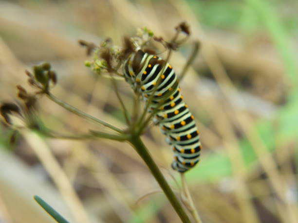 istock Green and black with yellow dots caterpilar 1386726004