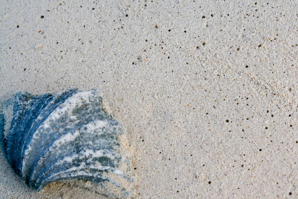 istock Coral and sea sand 1386726626