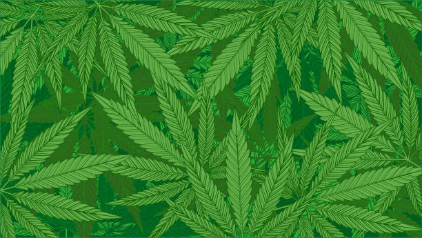 illustrations, cliparts, dessins animés et icônes de fond de motif de feuilles de cannabis vertes - haschisch