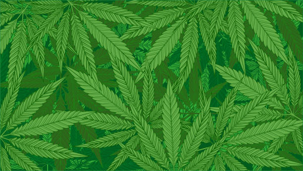 bildbanksillustrationer, clip art samt tecknat material och ikoner med green cannabis leaves pattern background - cannabis sativa