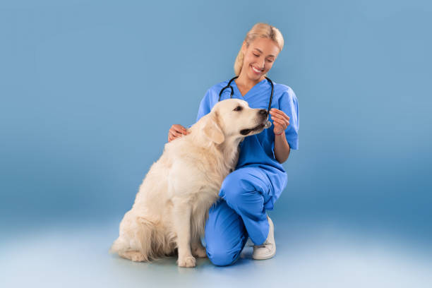 スクラブのユニフォームの看護師は、食べ物を与える犬とポーズをとっています - pets dog office vet ストックフォトと画像