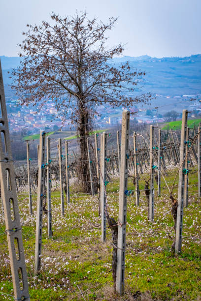 istock Oltrepo Pavese springtime vineyards. Color image 1386728255