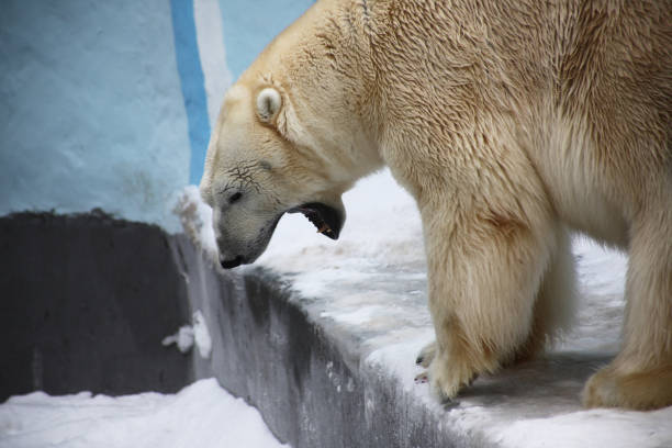 nahaufnahme eines gähnenden eisbären - polar bear bear white close up stock-fotos und bilder
