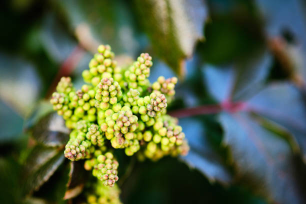 Beautiful mahonia aquifolium yellow buds and leaves in early Spring