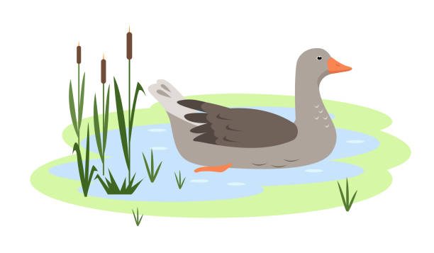 Waterfowl Greylag Goose in pond or lake. Wild migratory Bird Waterfowl Greylag Goose in pond or lake. Wild migratory Bird goose icon isolated on white background. Vector flat or cartoon illustration for nature or farm design. greylag goose stock illustrations