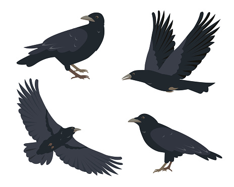 Raven birds set. Black ravens in different poses isolated on white background. Vector icon illustration for Nature and wildlife, birdwatching and ornithology design.