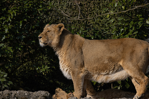 The majestic lion lies on a rock.