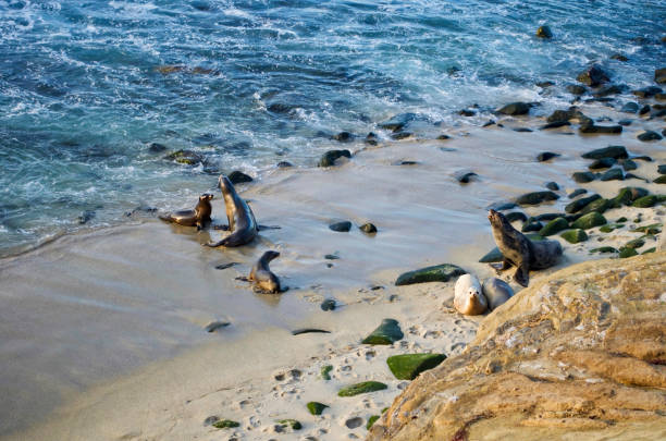 leoni marini sulla spiaggia - la jolla cove foto e immagini stock