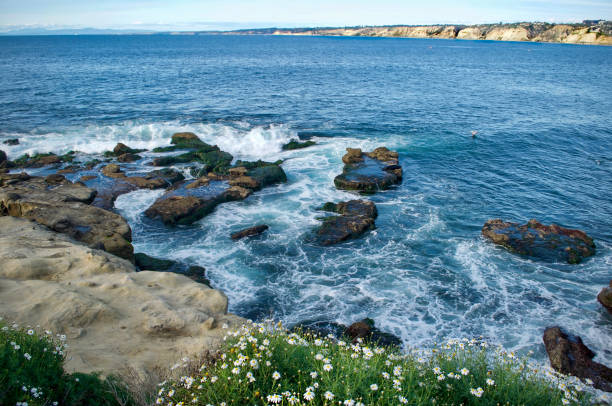 istock Sea Lions at La Jolla Cove 1386730899