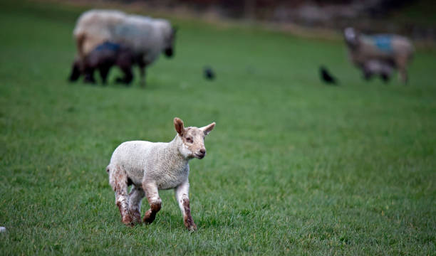 istock New born lambs down on the farm 1386731822