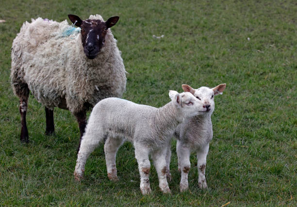 istock New born lambs down on the farm 1386732007