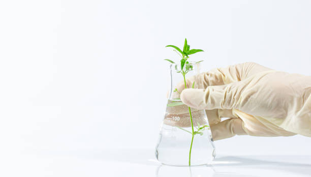istock science in vitro plant experiments,Genetic Laboratory Biotechnology Analysis Laboratory Test Plant Specimen 1386733098
