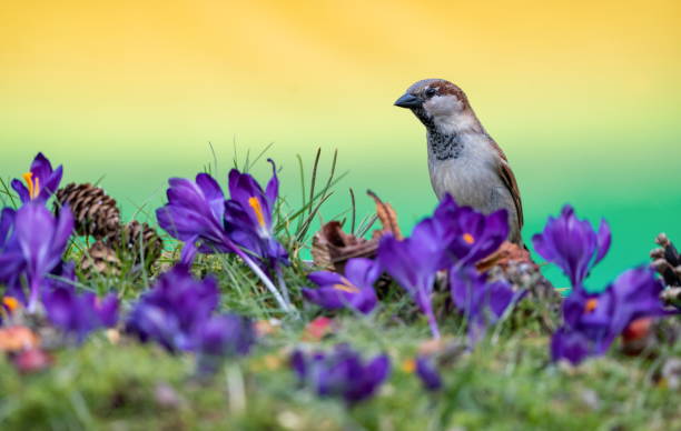 Sparrow with crocuses stock photo