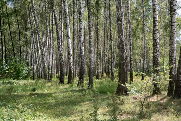 istock Beautiful birch grove in spring or summer time 1386736191