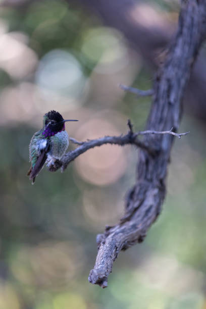 istock Costa's hummingbird resting on a branch 1386736373