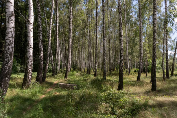istock Beautiful birch grove in spring or summer time 1386736396