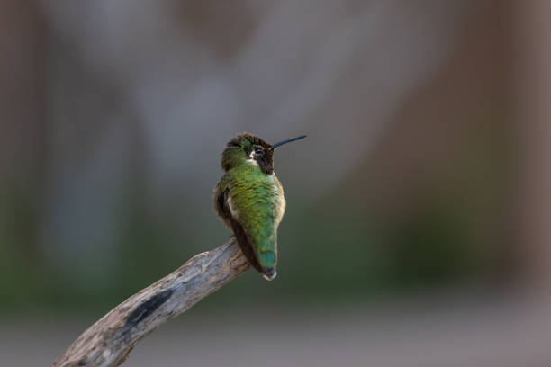 istock Costa's hummingbird resting on a branch 1386736691