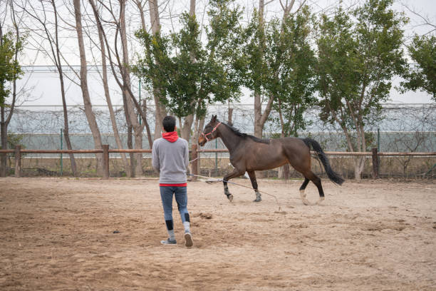 Young trainer trains her  horse on the farm