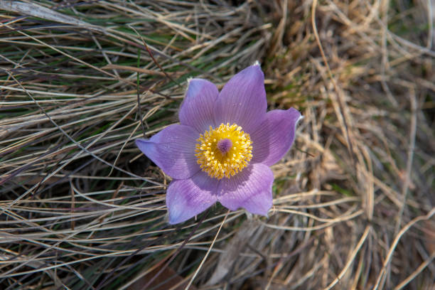 The Greater Pasque flower blooming on the meadow. Pulsatilla grandis in bloom in early spring. The Greater Pasque flower blooming on the meadow. Pulsatilla grandis in bloom in early spring. pulsatilla grandis field stock pictures, royalty-free photos & images