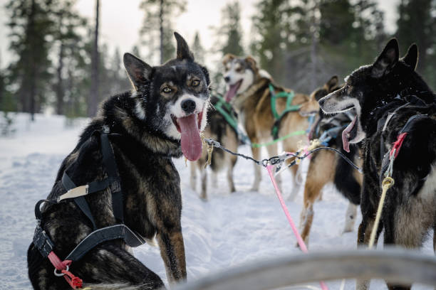husky sled dog alaskan husky sled dog during sled race dogsledding stock pictures, royalty-free photos & images
