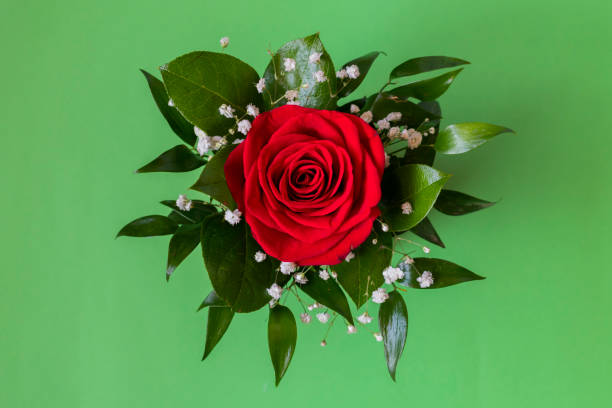 Single red rose on a green background stock photo